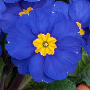 Polyanthus Blue Bedding Plants - Delicate Blooms (6 Pack)