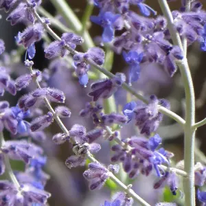 Perovskia Blue Spire Garden Plant - Violet-Blue Flowers, Compact Size (15-30cm Height Including Pot)