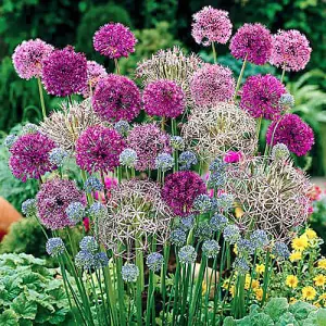 100 x Mixed Allium Bulbs 7 Different Varieties - Plant Now in Autumn for Spring Flowering