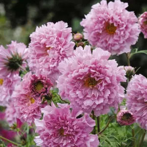 Cosmos bipinnatus Double Click Rose Bonbon 1 Seed Packet