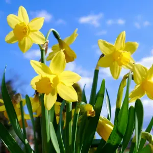 100 x Daffodil Tete a Tete Spring Bulbs - Yellow Dwarf Narcissus Flowering Perennials - Grow in Beds, Borders & Patio Pots