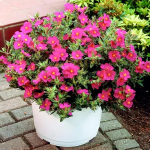 Cistus Creticus - Evergreen, Pink Flowers, Compact Size (10-30cm Height Including Pot)