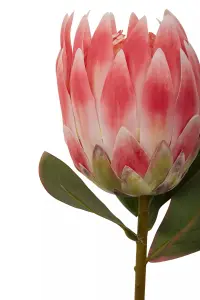 Fiori 62cm Protea Stem Pink Flower Artificial Plant Foliage