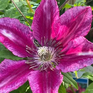 Clematis Ruby - Ruby Red Blooms, Climbing Vine, Morning Sun (20-30cm Height Including Pot)