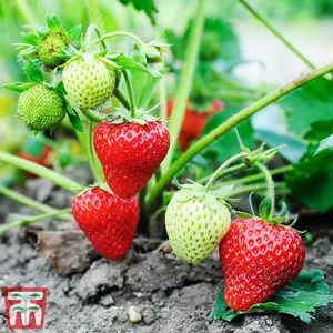 Strawberry (Fragaria) Vibrant 12 Bare Roots