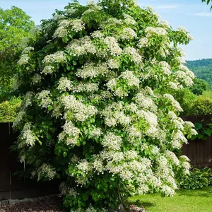 Hydrangea Petiolaris 2 Litre Potted Plant x 2