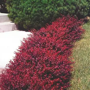 Berberis Atropurpurea Nana Garden Plant - Compact Size, Purple Foliage (15-30cm Height Including Pot)