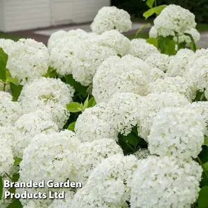 Hydrangea Strong Annabelle 3 Litre Potted Plant x 2 - Shrub - Ideal For Shade