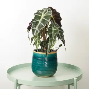 House Plant - Elephant Ear - Polly - 17 cm Pot size - 50-70 cm Tall - Alocasia Amazonica - Indoor Plant