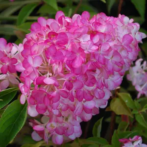 Hydrangea Sundae Fraise Garden Shrub - Dual-Tone Hot Pink and White Flowers (15-30cm Height Including Pot)