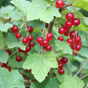 Lincolnshire Fruits Jonkheer Van Tets Potted 3 Litre Red Currants