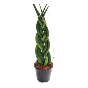 House Plant - Snake Plant - Braided - 9 cm Pot size - 20-30 cm Tall - Sansevieria Trifasciata - Indoor Plant