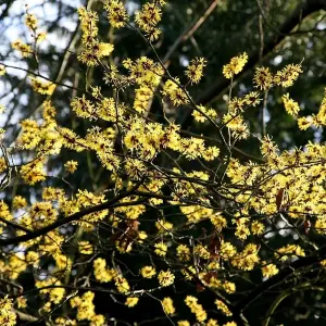 Arnold Promise Witch Hazel Shrub Plant Hamamelis x Intermedia 3L Pot 30cm - 40cm