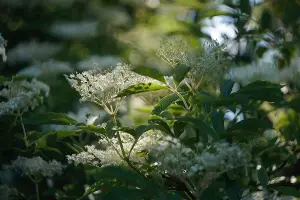 2-3ft Elder (Sambucus Nigra) Field Grown Bare Root Hedging Plants Tree Whip Sapling - Pack of 10