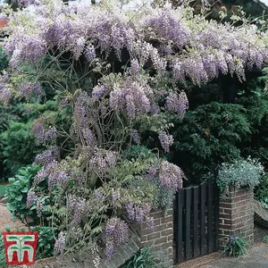 Scented Wisteria Sinensis - 9cm Potted Plant x 1 - Loved by Pollinators - Climbing Plant