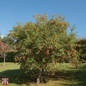 Grow Your Own Fruit  Malus (Crab Apple) Everest (MM106) 1 Bare Root