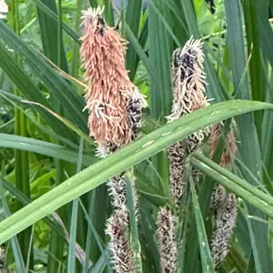 Lincolnshire Pond Plants Ltd Marginal Plants - Pond Plants (Carex Riparia) - 1 Litre bareroot