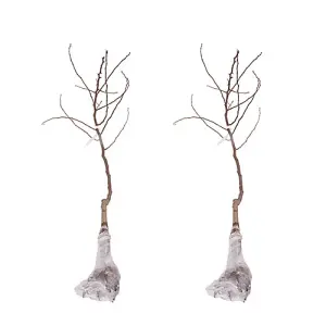 Pair of Conference Pear Trees bare root