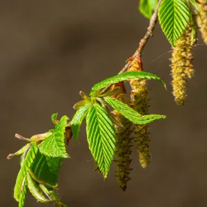 Hornbeam Pleached Tree with Staking Kit - 150cm Stem and 10cm Girth