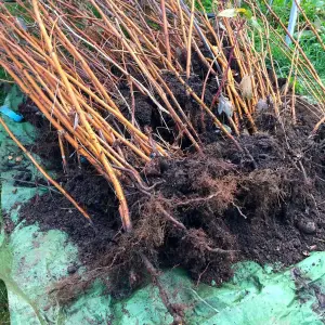 10 x Raspberry Tulameen Bare Root Canes - Grow Your Own Fresh Raspberries