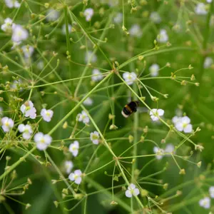 Lincolnshire Pond Plants Ltd Marginal Plants - Pond Plants (Alisma 'Plantago') - 7cm plug