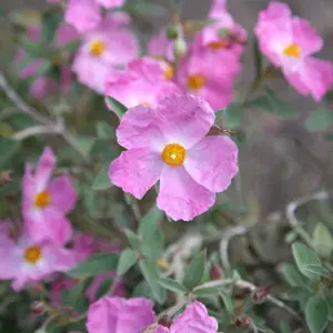 Silver Pink Rock Rose Outdoor Shrub Plant Cistus x Argenteus 2L Pot