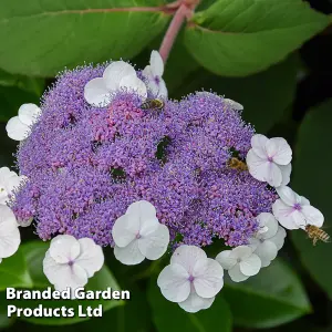 Hydrangea Aspera Macrophylla 3.6 Litre Potted Plant x 1