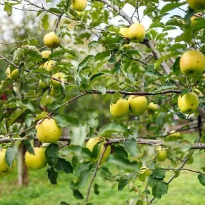 Apple Tree - Malus Golden Delicious - Patio Fruit Tree 2-4ft in 5 Litre Pot