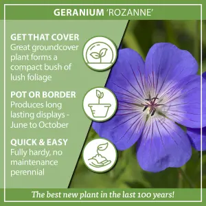 Hardy Geranium 'Rozanne' in a 2L Pot - RHS Plant of The Centenary - Drought Tolerant