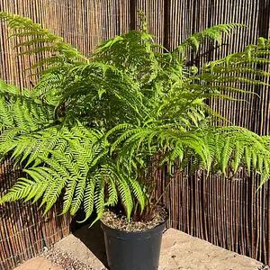 Australian Fern Tree - Dicksonia Antarctica - 10 Litre Pot x 1