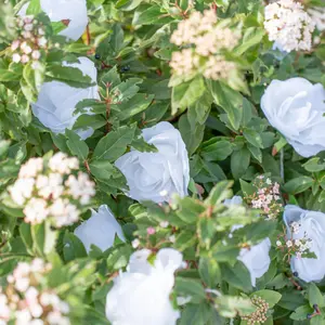 ValueLights Set of 20 White Floral  Outdoor Garden Solar String Lights