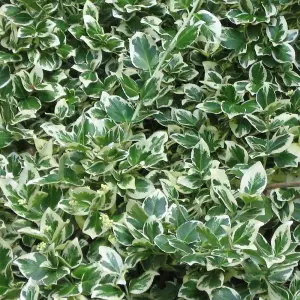 Euonymus Emerald Gaiety Garden Shrub - Variegated Foliage, Compact Size, Hardy (15-30cm Height Including Pot)