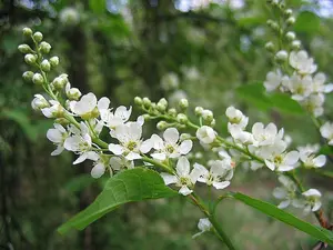 3 Bird Cherry Trees,Flowering &  Berries, 40-60cm Prunus Padus,Birds Love Them 3FATPIGS