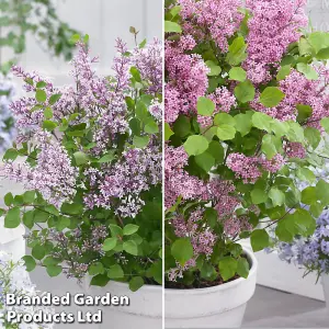 Scented Lilac Syringa Meyeri Flowerfesta Duo Collection - 4 Plants