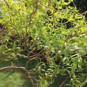 Salix Erythroflexuosa Tree - Red Twisted Stems, Winter Interest, Hardy (5-6ft)