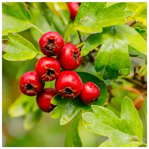 30 Hawthorn Hedging Plants 20-30cm Tall In 1L Pots ,Wildlife Friendly Hawthorne Hedges 3FATPIGS