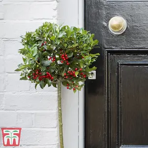 Holly Tree 'Green Alaska' Standard - 2 Litre Potted Plant x 1