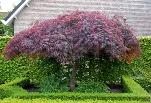 Acer Palmatum Dissectum Crimson Queen 50-60cm in a 7.5 Litre Pot