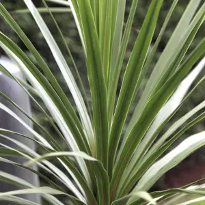 Cordyline Atlantic Green - Evergreen Foliage, White Flowers, Low Maintenance, Hardy (25-35cm Height Including Pot)