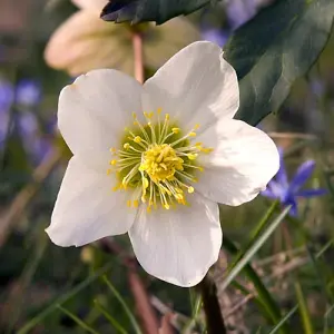 Helleborus Christmas Carol Hellebore Christmas Rose 3 Plants in 12cm Pots