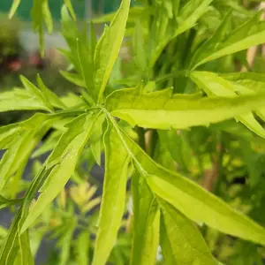 Sambucus Nigra 'Golden Tower' Elder Flower in 2L Pot, Golden Yellow Leaves 3FATPIGS