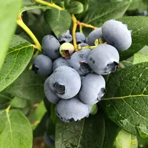 Blueberry Bush 'Chandler' Plant in 1.5L Pot - Heavy Cropping Vaccinium - Tasty Fruit