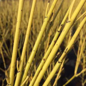 Cornus sericea Flaviramea 'Golden-Twig Dogwood' Bare Root Hedge Hedging Tree Plants (2-3ft, 5 Plants)