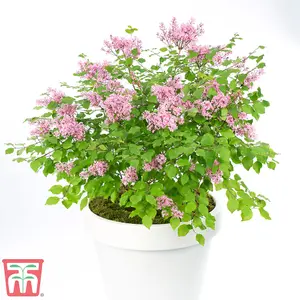 Syringa (Lilac) meyeri Flowerfesta Pink 9cm Potted Plant x 3