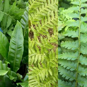 3 x Fern Plant Mix in 9cm Pots - Ready to Plant Outdoor Ferns - Mixed Varieties