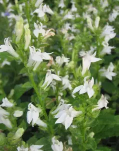 Lincolnshire Pond Plants Ltd Marginal Plants - Pond Plants (Lobelia Siphilitica alba) - 9cm Bareroot