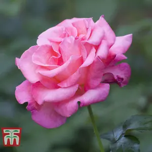 Rose Breeders Choice Pink 1 Bare Root Plant