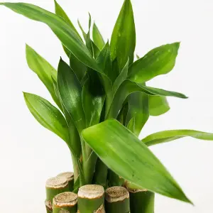 Lucky Bamboo 40cm Stems - 3 Straight Stems - Dracaena Sanderiana - Indoor Plant Gift