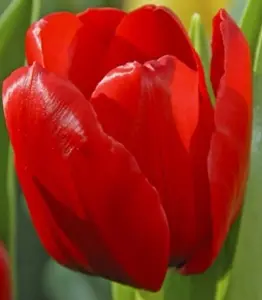 Boston Seeds Ile de France Tulip Bulbs (500 Bulbs)