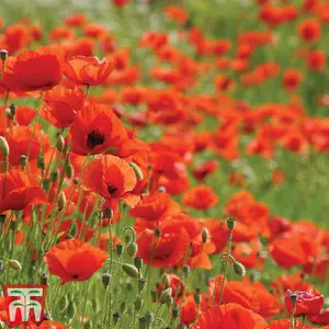 Poppy Flanders 1 Seed Packet (2000 Seeds)